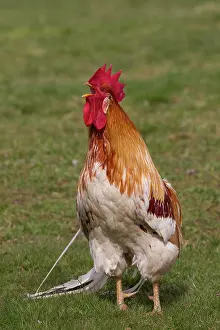 Gallus: Domestic chicken cock