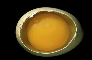 Disc: Domestic Chicken Egg - showing germinal disc
