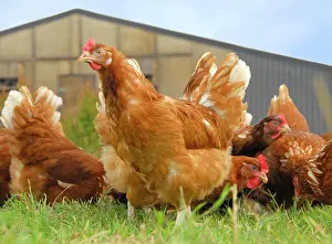 Fowls: Domestic Chicken (Gallus gallus domesticus), free-range