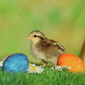 Easter: Domestic chicken (Gallus gallus domesticus), chicken