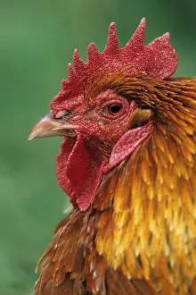 Mecklenburg: Domestic chicken (Gallus gallus domesticus), Brahma