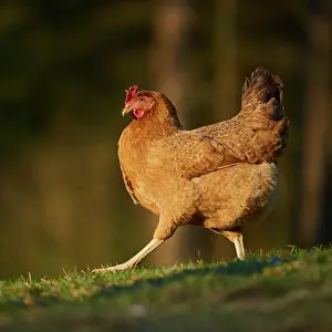 Gallus: Domestic Chicken (Gallus gallus domesticus ), hen