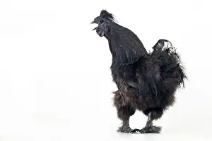 Crowing: Domestic CHICKEN - hen. Black silk' race