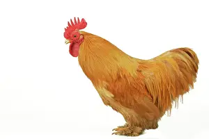 Bantams: Domestic Chicken - Rooster