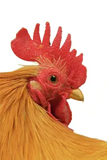 Bantams: Domestic Chicken - Rooster