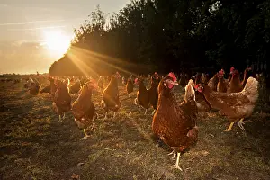 Sunray: Domestic Chickens (Gallus domesticus) walking in