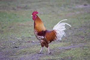 Chicken: Domestic cock