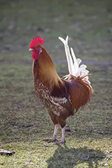 Chicken: Domestic cock