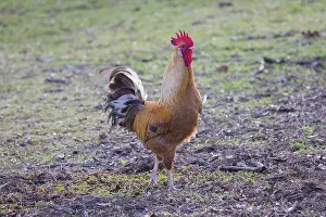 Chicken: Domestic cock