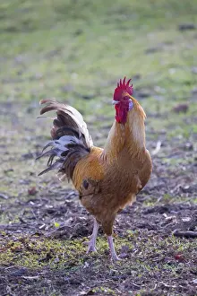 Chicken: Domestic cock