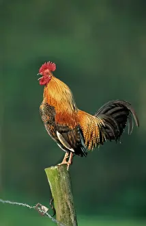 Crowing: Domestic cock crowing on fence