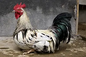 Cretes: Domestic Cock Sri Lanka