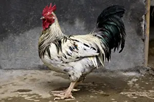 Cretes: Domestic Cock Sri Lanka