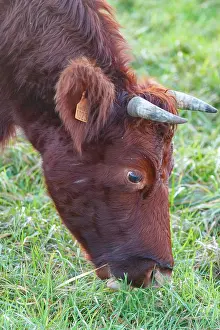 Ille Et Vilaine: Domestic Cow