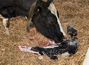 Economy: Domestic cow, dairy cow licking newborn heifer calf