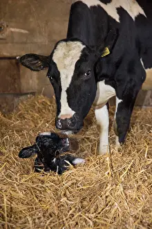 Infant: Domestic cow, dairy cow with newborn heifer calf