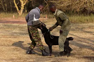 Bites: Domestic dog