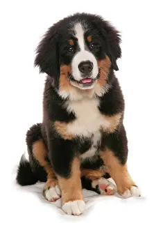 Cutouts: Domestic dog, Bernese Mountain Dog, puppy, sitting