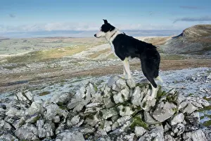 Cumbria: Domestic dog, border collie, working sheepdog, adult