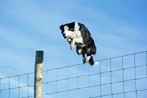 Cumbria: Domestic dog, border collie, working sheepdog, adult