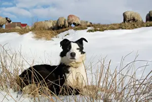 Cumbria: Domestic dog, Border Collie, working sheepdog, adult