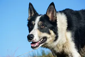 Alarm: Domestic dog, border collie, working sheepdog, adult