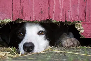 Alsatian: Domestic dog, border collie, working sheepdog, adult