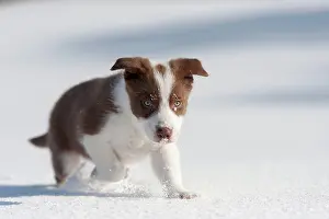 Motor: Domestic dog, border collie, working sheepdog, puppy