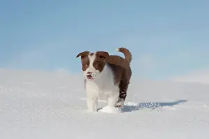 Motor: Domestic dog, border collie, working sheepdog, puppy