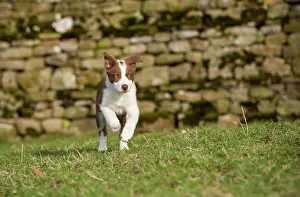 Motor: Domestic dog, border collie, working sheepdog, puppy