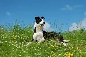 Alsatian: Domestic dog, border collie, working sheepdog, adult