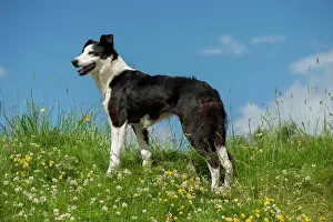 Alsatian: Domestic dog, border collie, working sheepdog, adult