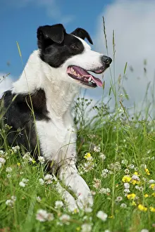 Alsatian: Domestic dog, border collie, working sheepdog, adult