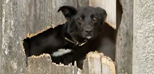 Alsatian: Domestic dog, border collie, working sheepdog, puppy