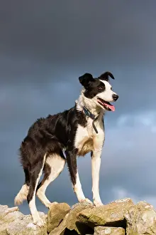 Cumbria: Domestic Dog, Border Collie, working sheepdog, adult
