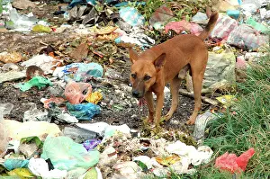 Carrier: Domestic Dog feeding on plastic and other rubbish