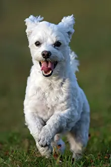 Maltese: Domestic dog, Maltese running over a meadow, Vorarlberg