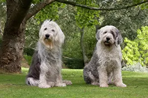 Bitches: Domestic Dog, Old English Sheepdog, elderly adult
