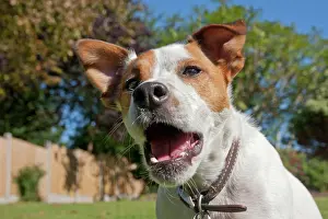 Parson: Domestic dog, Parson Russell terrier, adult, close-up