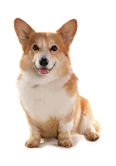 Pembroke: Domestic dog, Pembroke Welsh Corgi, adult, sitting