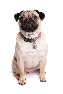 Bitches: Domestic dog, Pug, adult female, sitting, with collar