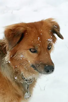 Disc: Domestic Dog - in snow, wearing collar and ID / name tag