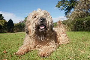 Pant: Domestic dog, wheat terrier with soft coat, adult