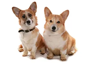 Pembroke: Domestic dogs, Pembroke Welsh Corgi, two adults