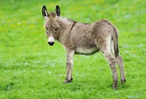 Donkey: Domestic donkey (Equus asinus asinus), foal, Germany
