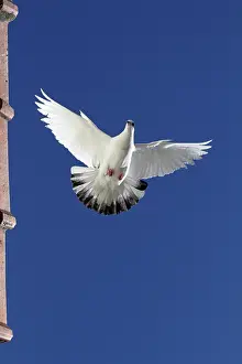 Columba: Domestic dove flying
