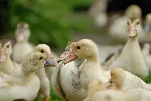 Duckling: Domestic duck, ducklings