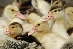 Duckling: Domestic duck, ducklings