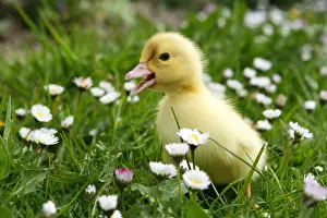 Sweet: Domestic duck, ducklings