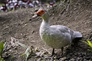 Martinique: Domestic duck in a garden in Martinique Island